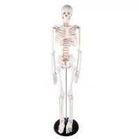 在飛比找蝦皮商城優惠-85CM支柱式人體骨骼脊神經模型醫學用瑜伽健身教學習骨骼模型