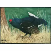 Blue-Grouse Animal Target Face