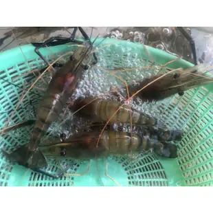活跳跳泰國蝦、紅頭蝦約8-14隻一斤最新鮮的蝦子~每天魚塭現抓