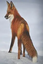 Red Fox on Snow Journal: paperback, 100 soft white pages with soft black ink lines