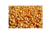 POPCORN / Corn seeds