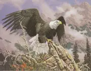 Paper tole Kit-SB4-Arthur Kaplan-RDM-L5776 Eagle Dawn