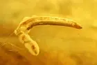 Wood gnat larvae Anisopodidae. Fossil insects Ukrainian Rovno amber #10800