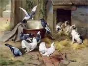 Puppies Pigeon Farmyard Accent Tile Mural Kitchen Wall Backsplash Marble Ceramic
