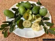 Feijoa Apollo Tree - Acca sellowiana