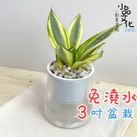 在飛比找蝦皮商城優惠-【小品文化】虎尾蘭【現貨】3吋山形免澆水盆栽 室內植物 室內