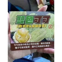 在飛比找蝦皮購物優惠-花花世界_水果苗【雙色可可亞苗，實生苗】4吋盆/高20-30