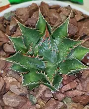 Rare liveSucculent Plant Agave montana Hardy Century Plant WYSIWYG female
