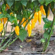 Chilli - Bhut Jolokia Yellow seeds