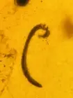millipede burmite Cretaceous Amber fossil dinosaurs era