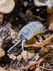 12+ Porcellio Ornatus Witch's Brew Isopods Clean Up Crew