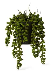 [Elme Living] String of Pearls Potted
