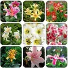 50PCS Seeds Heirloom Lilium Lily Flower Fragrant Perennial Flower Cheap Optimize