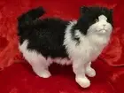 Hansa Black White Cat Standing Realistic Life Size Soft Plush 4221