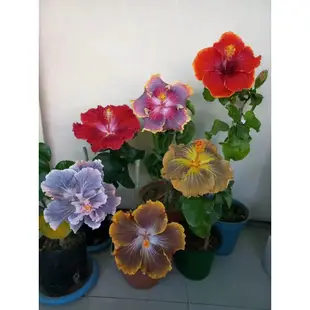 💯正品【日本扶桑花種子】朱槿花種子 扶桑花苗木槿花樹苗 重辦扶桑花 金塔扶桑花 粉色繡球朱槿 四季常青 開花不斷多色可選