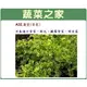【蔬菜之家】A32.菊苣種子1000顆(日本進口苦苣) 種子 園藝 園藝用品 園藝資材 園藝盆栽 園藝裝飾