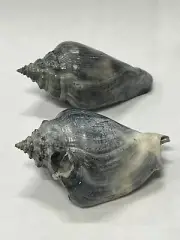 RARE Fossilized FIGHTING CONCH Shells (2) From Central Florida - Pliocene Era