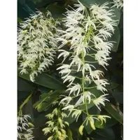 在飛比找蝦皮購物優惠-大明石斛葉藝 Den. speciosum (variega