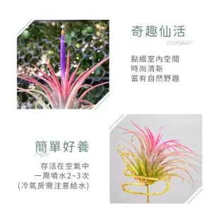 【木頭方程式】陶瓷貓咪小狐尾(空氣鳳梨 植物 不須土即可栽培 生活在空氣中的植物 居家栽培)