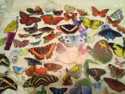 Junk Journal Supplies, 122 pc. Butterflies
