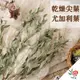 【極度花燥】乾燥尖葉尤加利