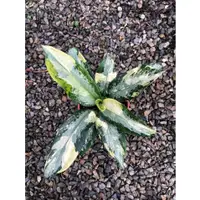 在飛比找蝦皮購物優惠-斑葉粗肋草Aglaonema suvarnabhumi