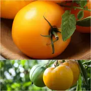 Tomato - Jubilee Yellow seeds