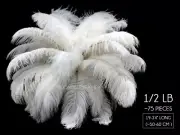 1/2 Lb. 19-24" Off White Ostrich Extra Long Drab Wholesale Feathers Bulk Wedding