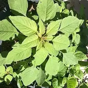 Amaranth Edible Green 1000+ Seeds Vegetable Garden Spinach Bulk