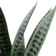Artificial Snake Plant UV Resistant 60cm Indoor Outdoor Decor Greenery