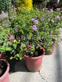 在飛比找露天拍賣優惠-☆萬花叢★灌木植物【紫花馬櫻丹棒棒糖】★5/6吋盆★高約20