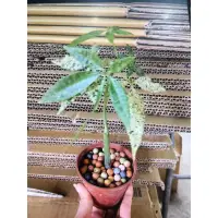 在飛比找蝦皮購物優惠-花囍園_小品盆栽—斑葉馬拉巴栗--斑葉搖錢樹~觀葉植物/3吋