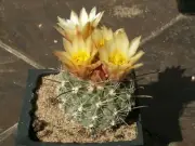 Sclerocactus pubispinus SB 1467 - 10 seeds -VERY RARE