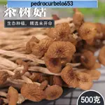 【深山當季新菇】茶樹菇~又稱柳松菇500G 口感滑嫩爽脆，煮湯帶有甜甜的味道，涮嘴好吃又營養！家常炒菜煲湯鍋料 菌菇乾貨