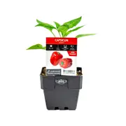 100mm Capsicum Redskin - Capsicum annuum hybrid