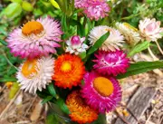 PAPER DAISY 'Dwarf Tom Thumb Mix' / STRAWFLOWER seeds *Good for pots*