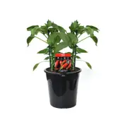 180mm Chilli Birdseye Hot - Capsicum annuum