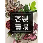 溫栽｡WEPLANT∥客製賣場 觀葉多肉植物室內設計擺飾居家綠化畢業開店新居辦公療癒植栽送禮盆栽設計琴葉榕龜背芋簡約