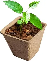 Organic Peat Pots | Compostable Planting Cups,Outdoor Nursery Tray, Flower Germination Starter, Vegetable Growing Tools for Yard Lawn Garden Tomato Saplings