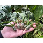 章魚(瓜地馬拉)-[新品]空氣鳳梨 TILLANDISIA-婚禮小物-小植栽