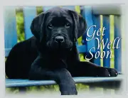 Get Well Soon Card “Hope You Are On Your Way To Feeling Better” Dog On Bench P3
