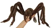 Hansa Huntsman Spider Widow X Large HUGE Plush Soft Toy