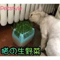 在飛比找蝦皮購物優惠-🎯現貨🌾♻️ petstyle貓の生野菜 水培貓草 無土栽培