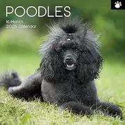 Poodles - 2025 Square Wall Calendar Dogs Pets Animals 16 Months Premium Planner