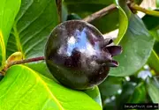 Buy Dwarf Grumichama Black Fruit Tree (Eugenia itaguahiensis)