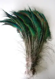 75 Pcs PEACOCK SWORDS Natural Feathers10-12" (Craft/Halloween/Bridal/Halloween)