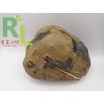 大鼻子爸爸型 黃龜甲石 自然龜裂紋 大品 不同型態之美 2.4KG 天然水洗 台灣雅石 自然藝術 僅1顆 A08167