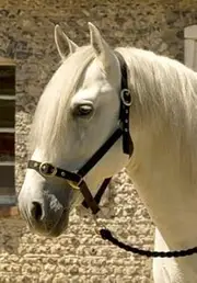 Horses Nylon Head Collar Purple/Black Pony
