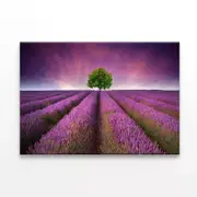 Lavender Field Sunset with a Tree Print 100% Australian Made 150 x 100cm (Stretched)