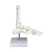 Human Joint Model Realistic Skeleton Model
